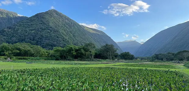 Landscape photograph of Mokuwai Piko Poi, Inc. farm in Honokaa, Hawaii set beneath a mountain range